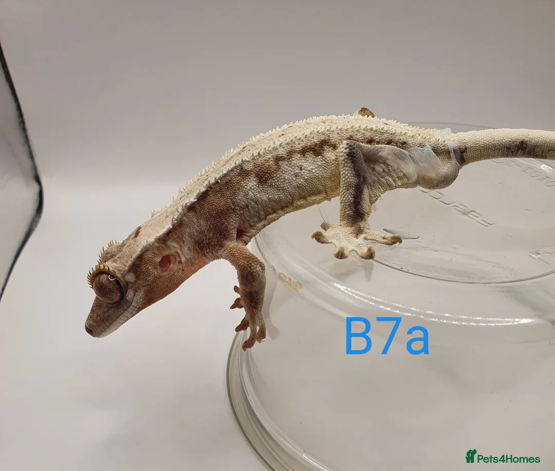Gecko reptiles for sale: Sub adult crested geckos - Advert 21