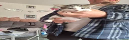 Mixed Breed cats for sale: Little 8 wk old girl - Advert 6