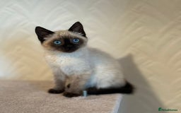 Siamese cats for sale: Beautiful Siamese Kitten - Image 1