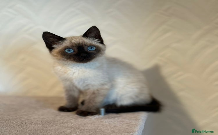 Siamese cats - Advert 3