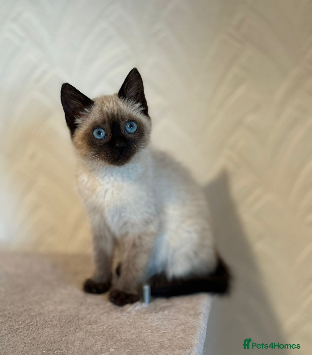 Siamese cats for sale: Beautiful Siamese Kitten - Image 1