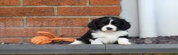 Cavachon dogs for sale: Beautiful Cavachon puppies for sale - Advert 36