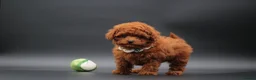 Toy Poodle dogs for sale: Adorable Asian toy poodle boy for sale  - Advert 1