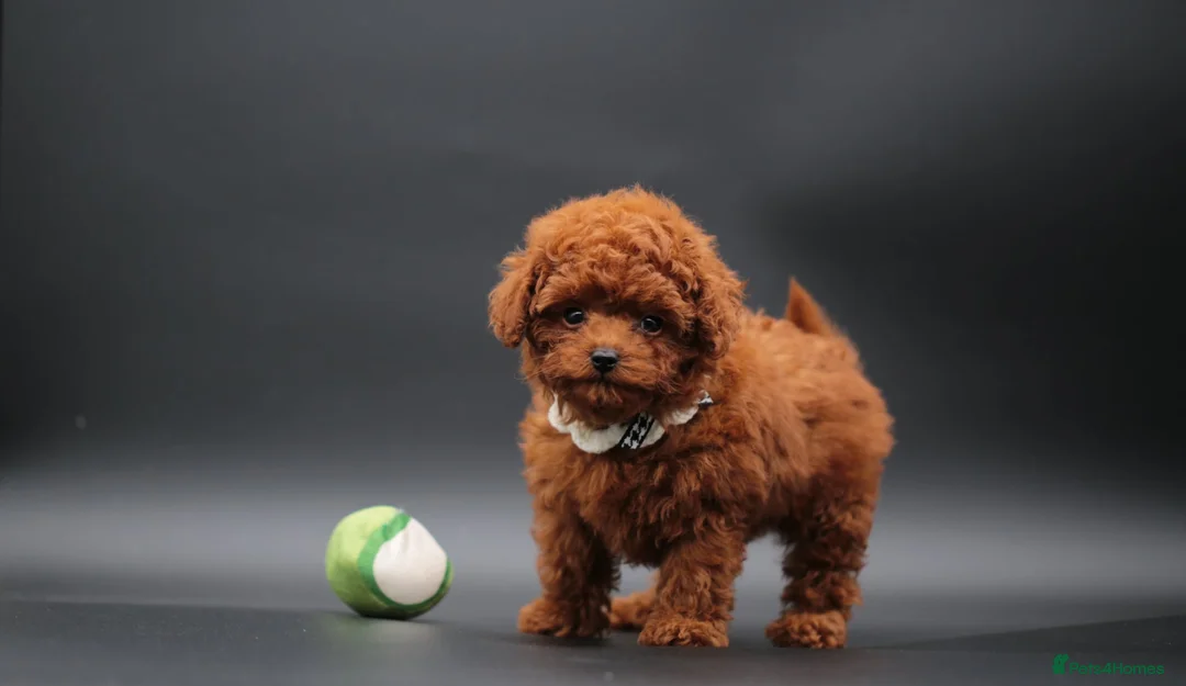 Toy Poodle dogs for sale: Adorable Asian toy poodle boy for sale  - Advert 1