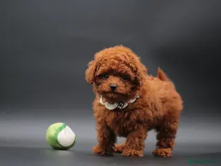 Toy Poodle dogs Adorable Asian toy poodle boy for sale - Advert 2