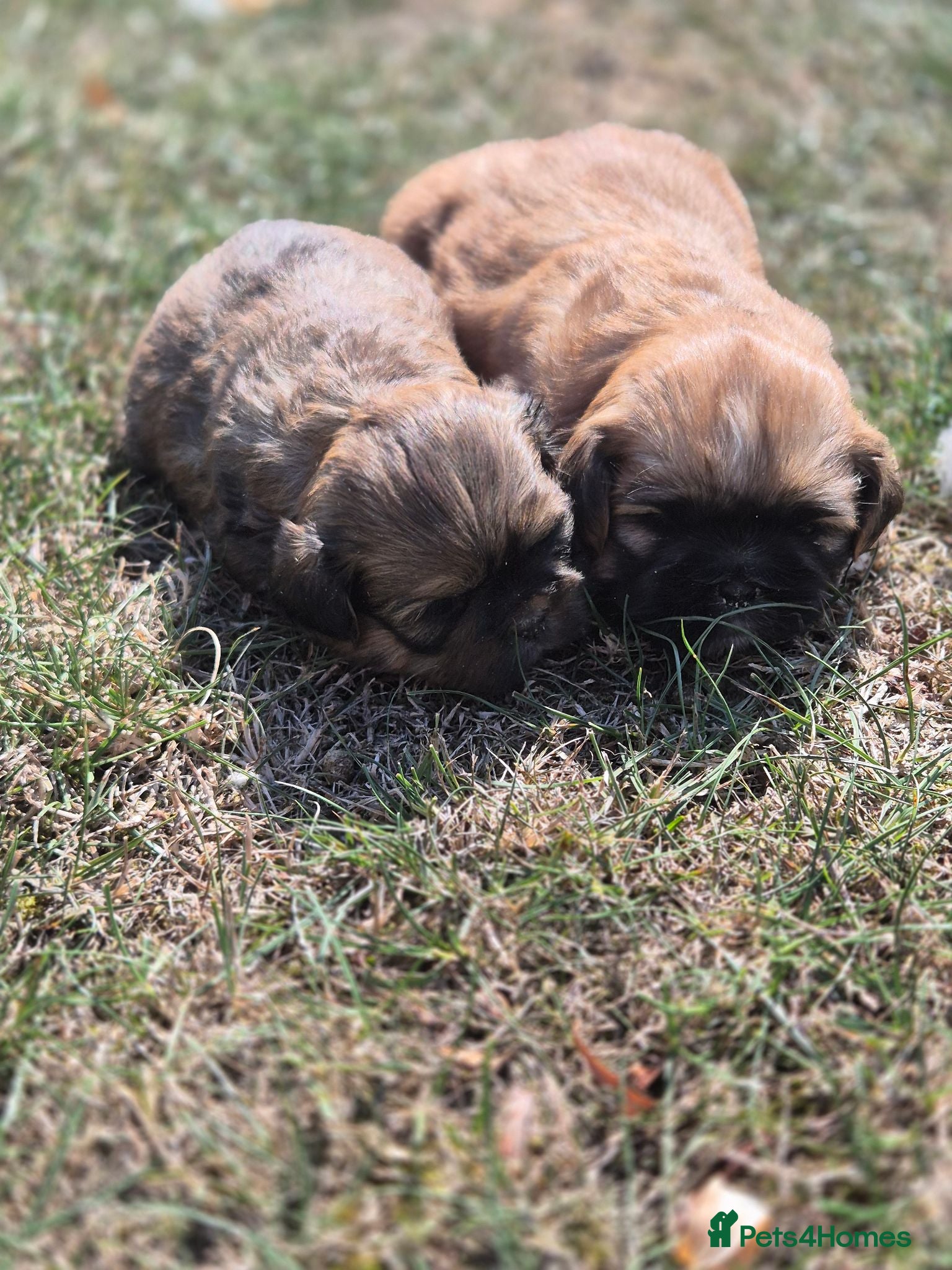 Shih Tzu dogs Shih Tzu Puppies - Advert 1