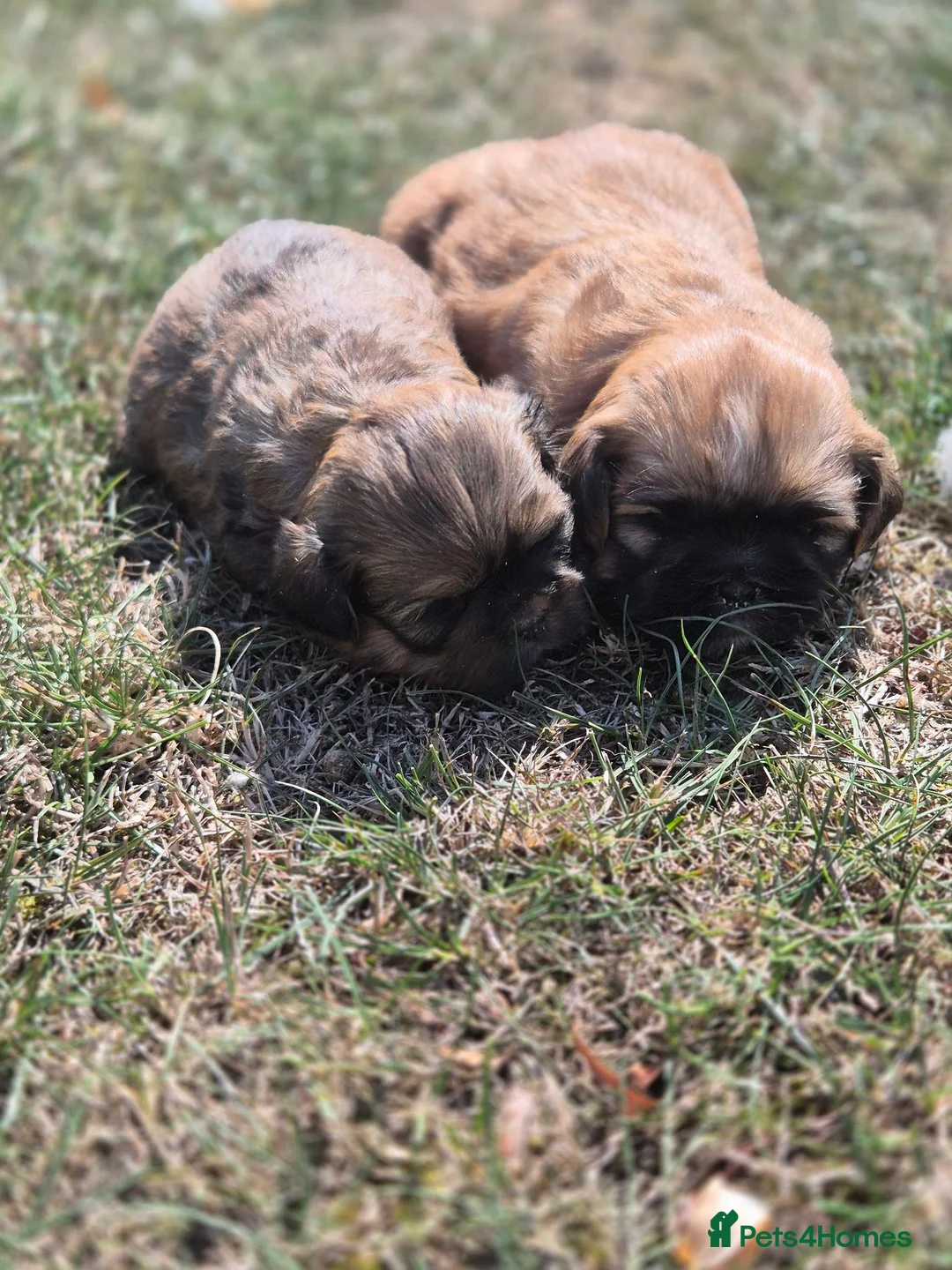 Shih Tzu dogs for sale: Shih Tzu Puppies - Advert 1