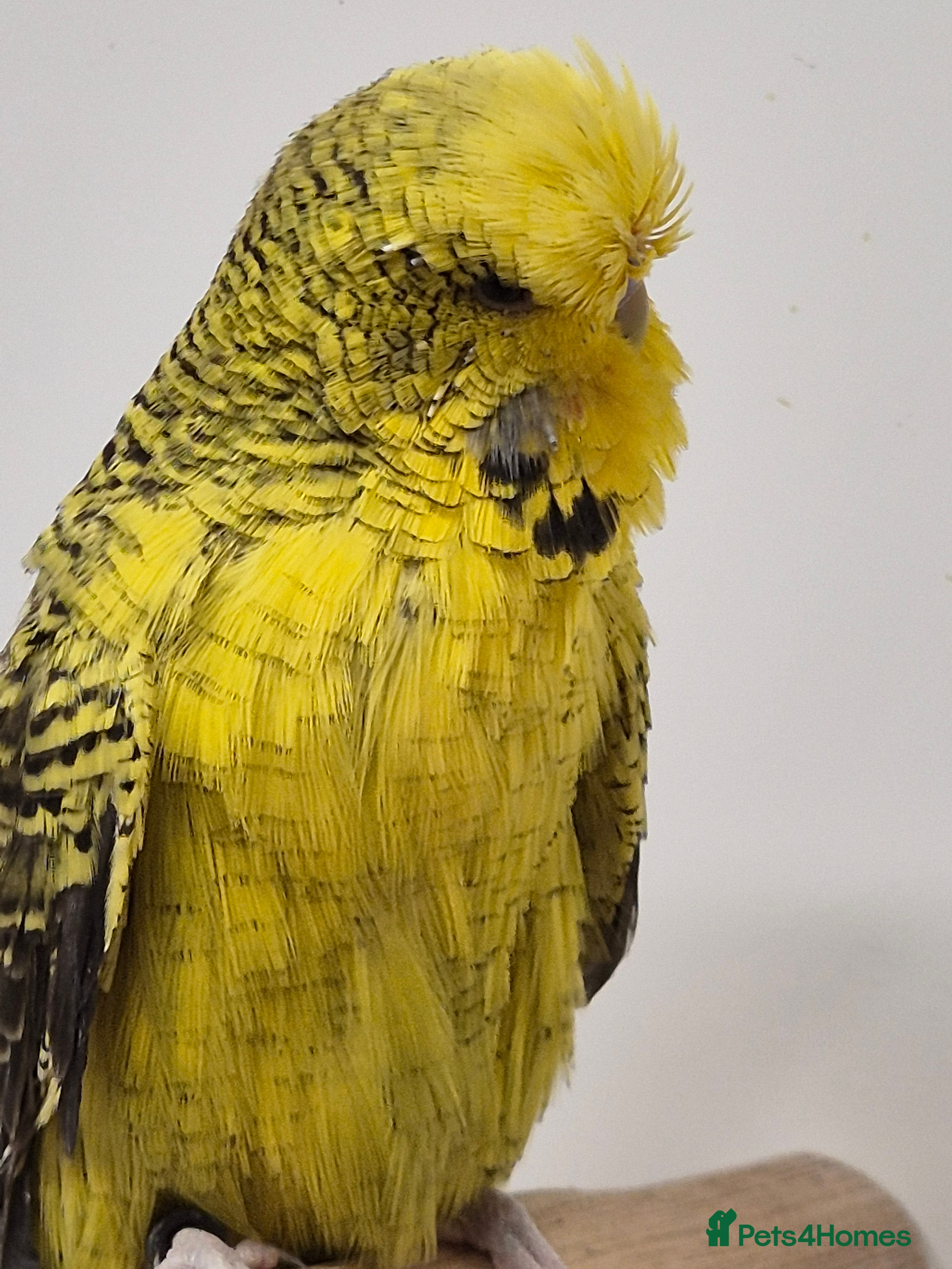 Budgerigars birds Tamed Rare budgie - Advert 4