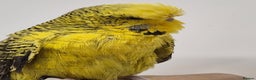 Budgerigars birds for sale: Tamed Rare budgie - Advert 2