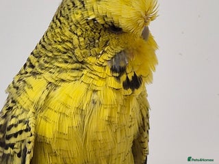 Budgerigars birds Tamed Rare budgie - Advert 3