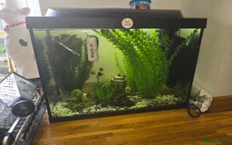 Frog reptiles for sale: Full set up with 2 frogs kids will love em - Image 4