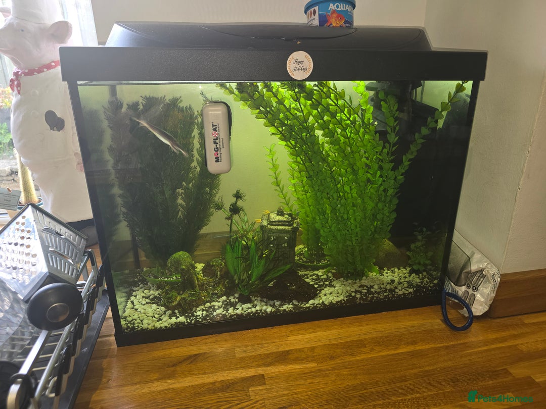 Frog reptiles for sale: Full set up with 2 frogs kids will love em - Image 4
