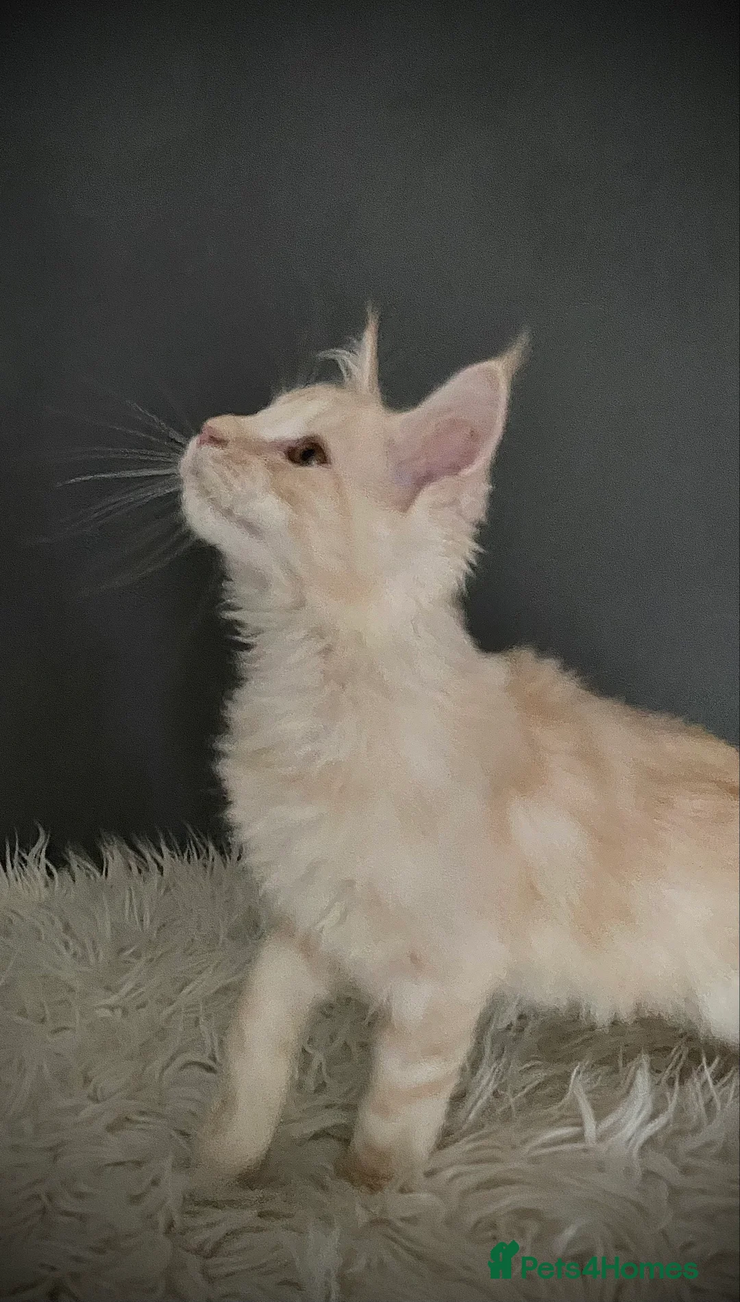 Maine Coon cats for sale: Full Maine Coon 16 wk kittens Large Russian lines - Advert 9