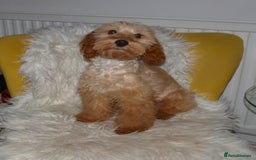 Cockapoo dogs for sale: Cockerpoo Puppy 5mths old - Image 1