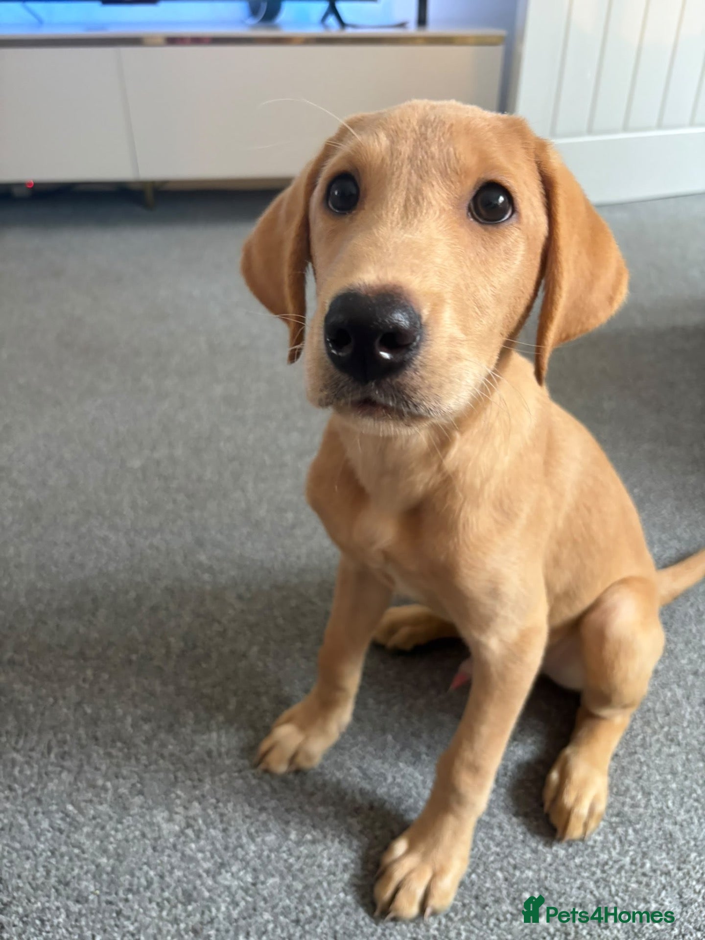 Labrador Retriever dogs **Reduced** Last Boy Left - Advert 2