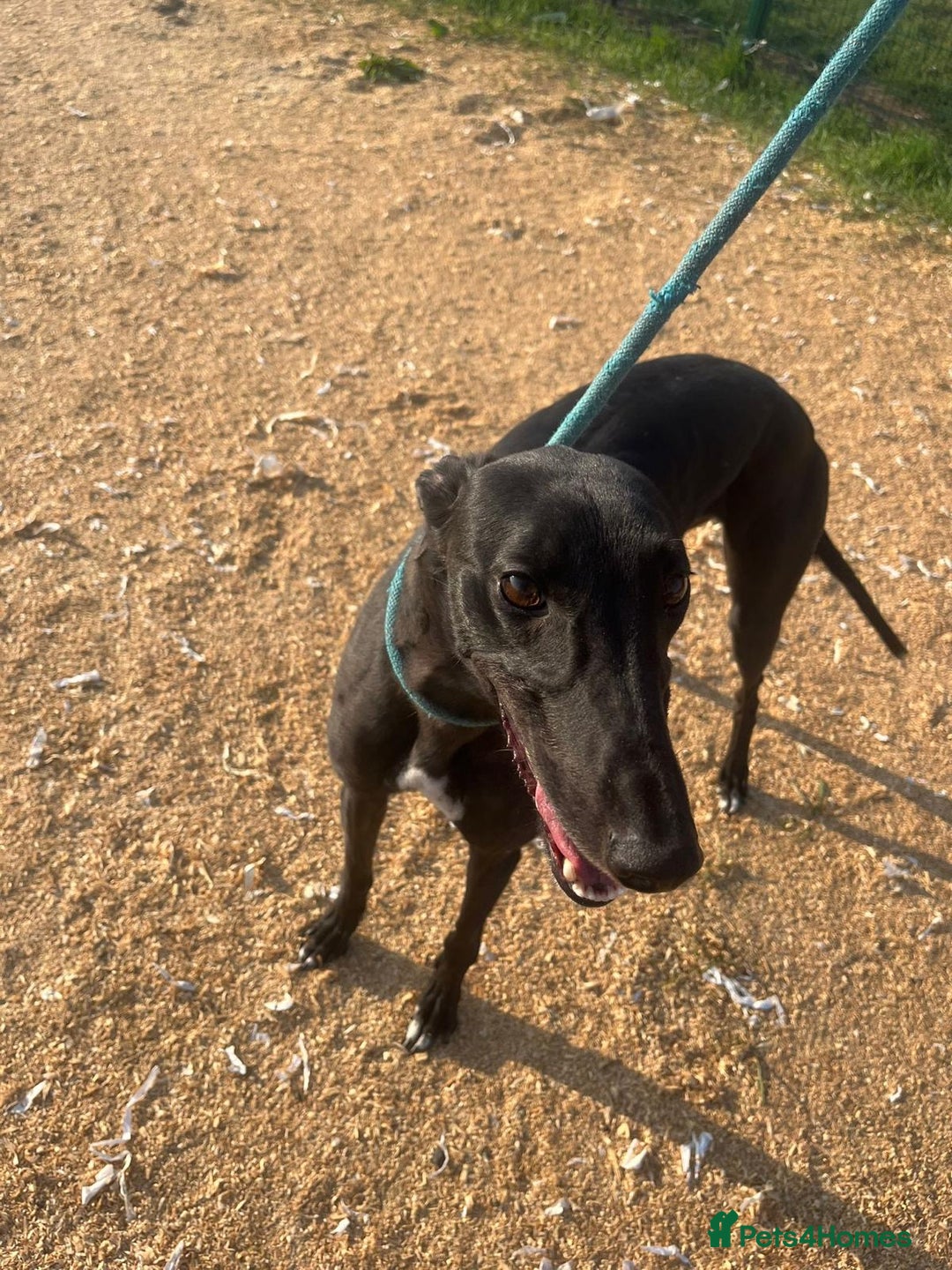 Greyhound dogs for sale: Boe ex racing bitch - Advert 1