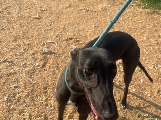 Greyhound dogs Boe ex racing bitch - Advert 2