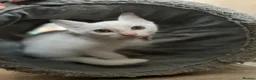 Mixed Breed cats for sale: White and tabby kittens  - Advert 6