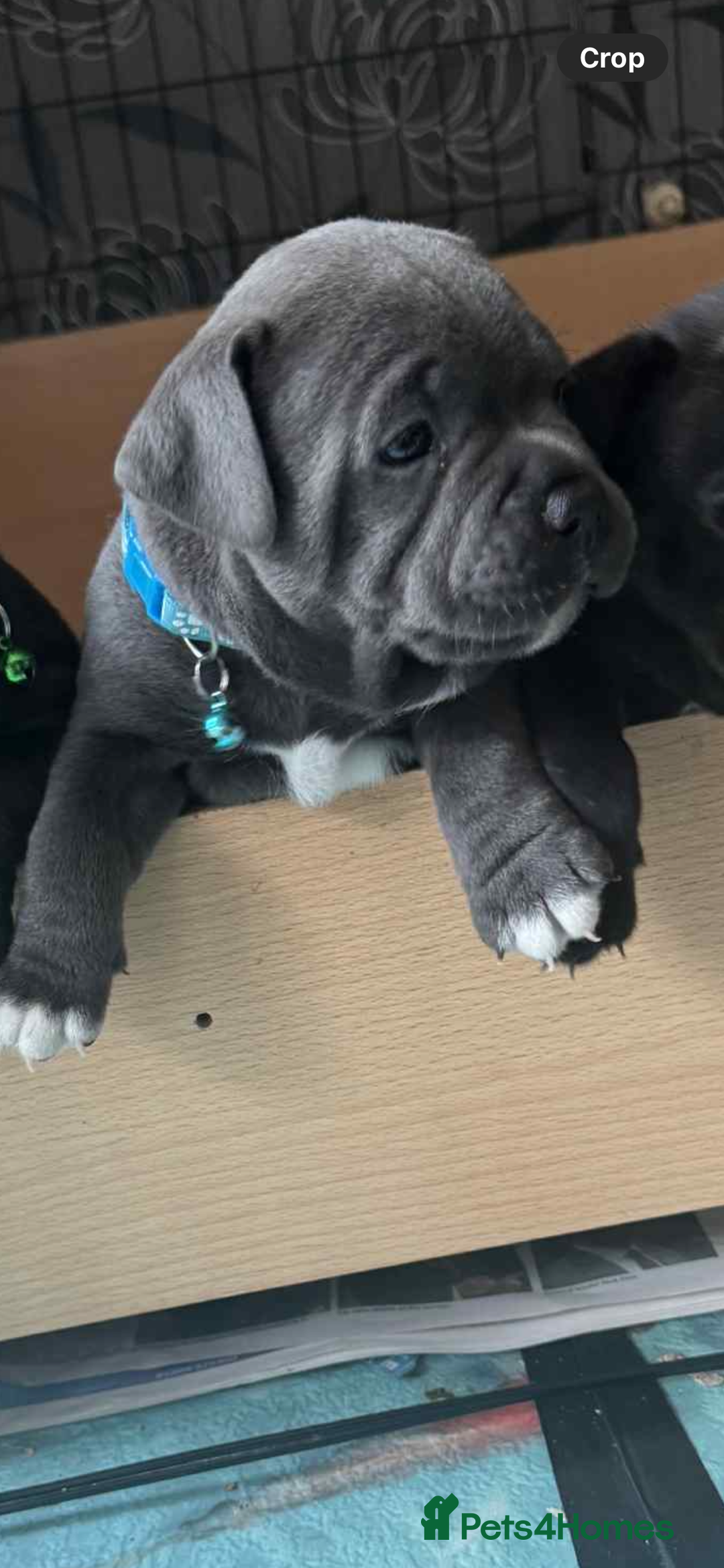 Staffordshire Bull Terrier dogs for sale: Puppies  - Image 11