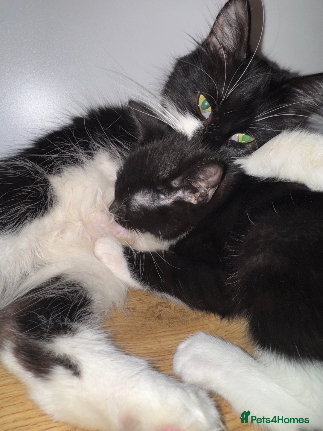 Mixed Breed cats for sale: Beautiful Kittens Looking for Their Forever Homes✨ - Advert 17