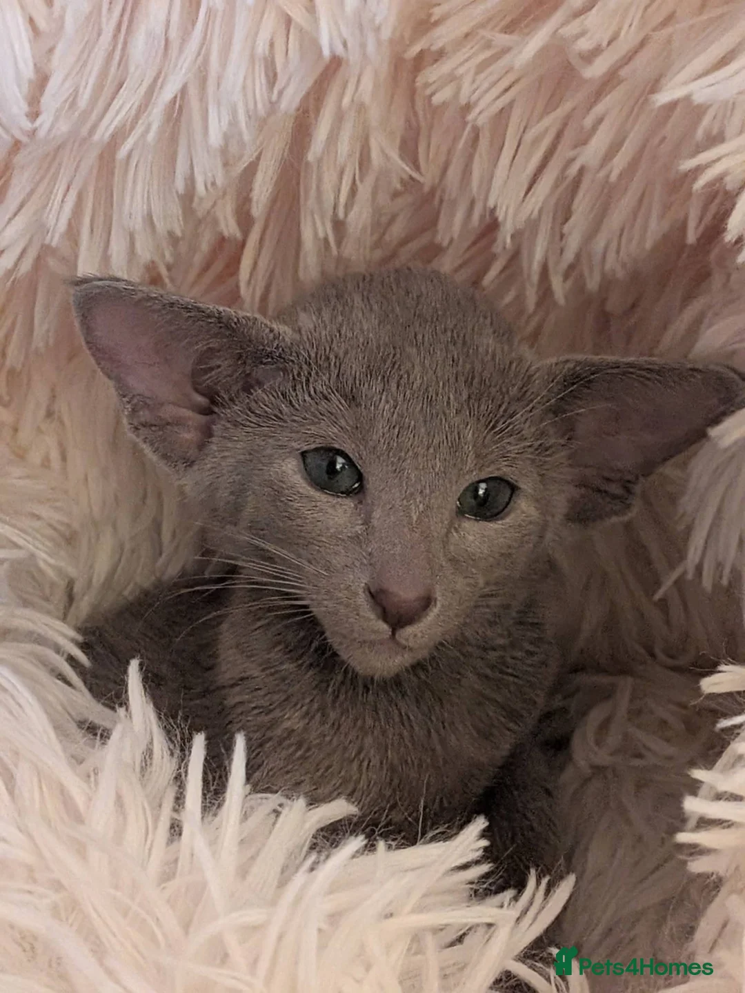 Siamese cats for sale: Siamese and Oriental kittens - Advert 3