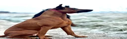 Mixed Breed dogs for sale: F1b Dobermann hybrid  - Advert 12