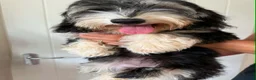 Mixed Breed dogs for sale: Mauxie-poo in Liverpool - Advert 3