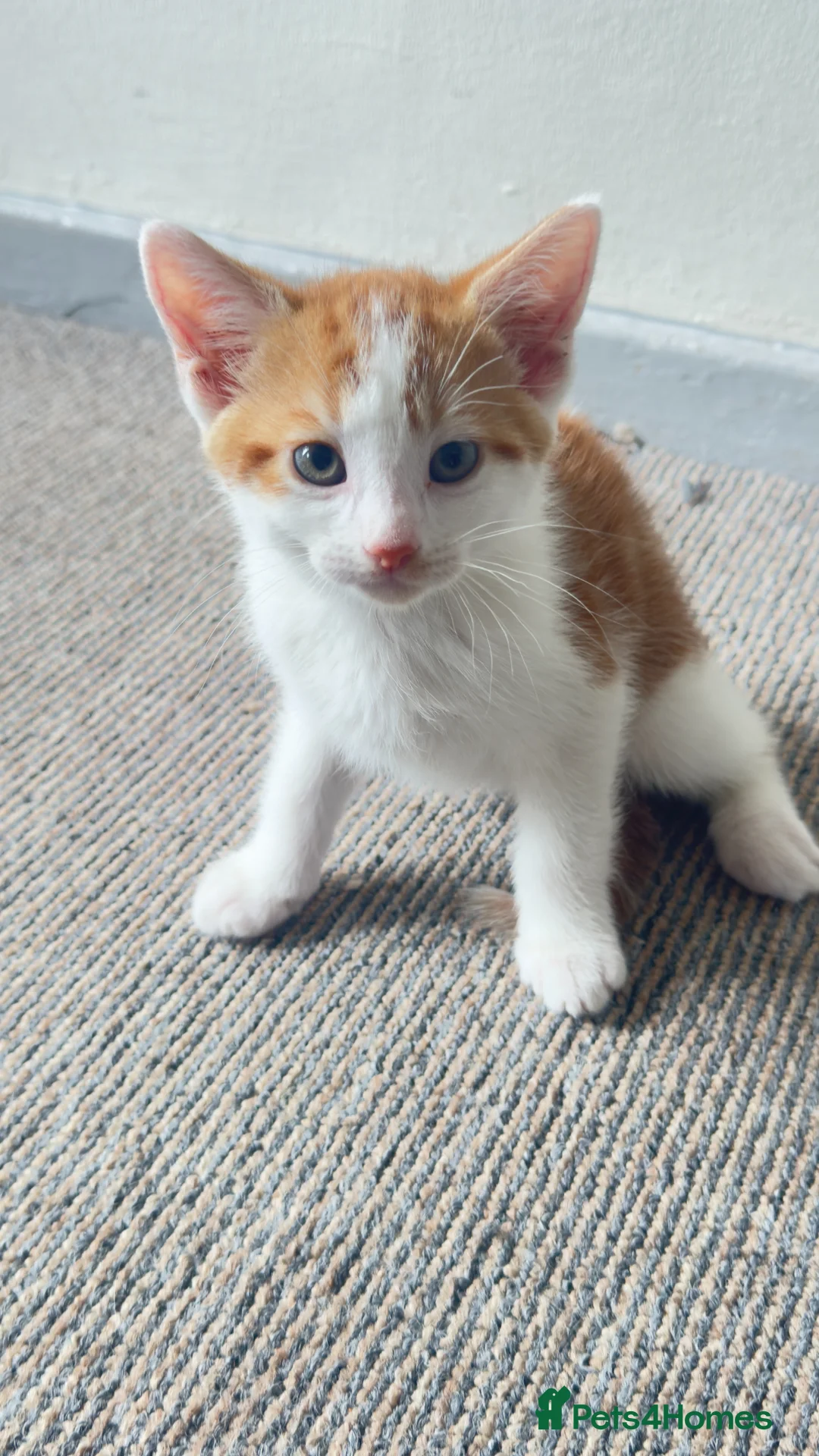 Mixed Breed cats for sale: KITTEN - Advert 2