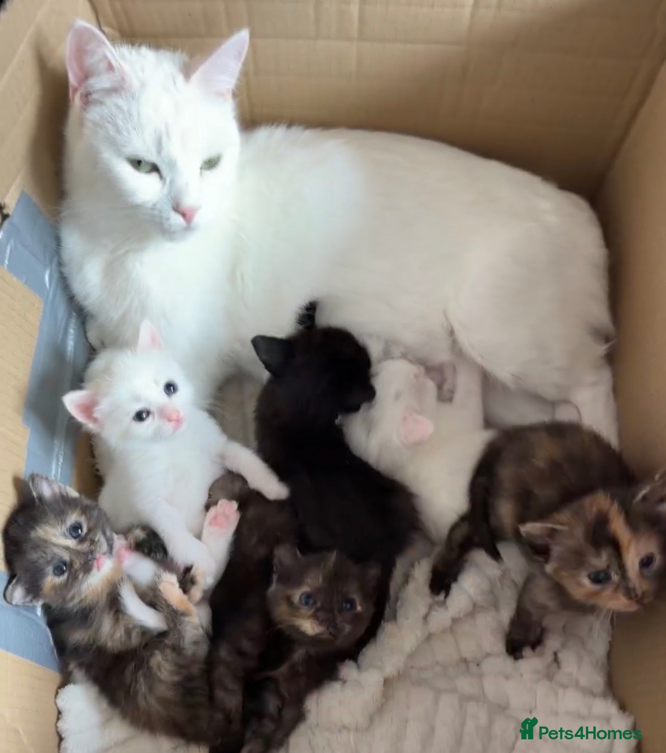 Turkish Angora cats 6 gorgeous kittens  - Advert 2