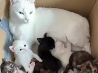 Turkish Angora cats 6 gorgeous kittens - Advert 2