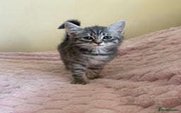 Maine Coon cats for sale: Ragdoll cross Maine Coon kitten - Image 1