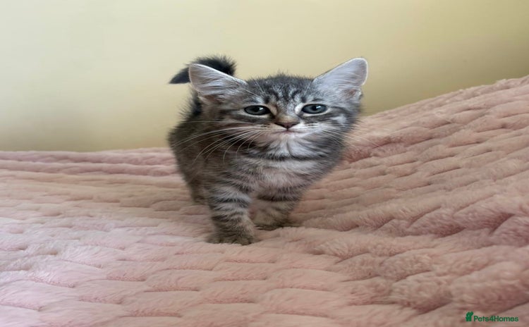 Maine Coon cats - Advert 12