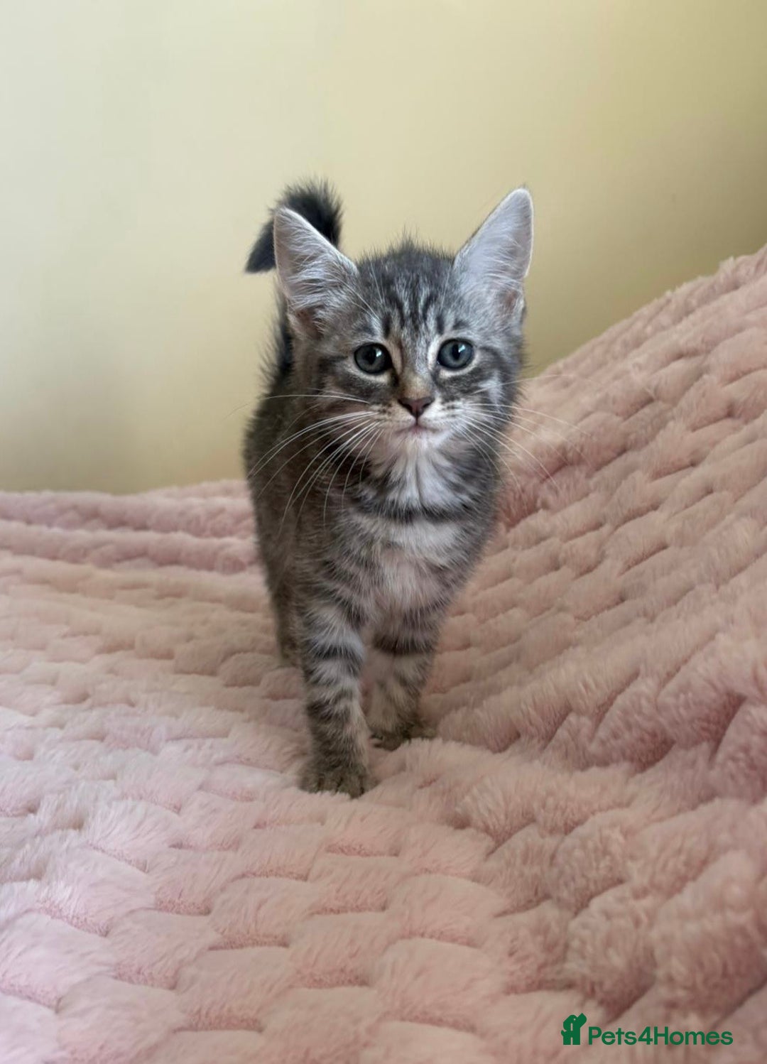 Maine Coon cats for sale: Ragdoll cross Maine Coon kitten - Image 1