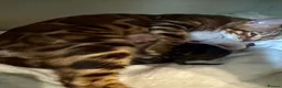 Bengal cats for sale: Stunning TICA Registered Snow Lynx Bengal Kittens - Advert 3