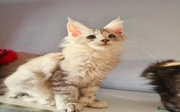 Maine Coon cats for sale: Maine coon polydactyl kittens DNA clear  - Image 1