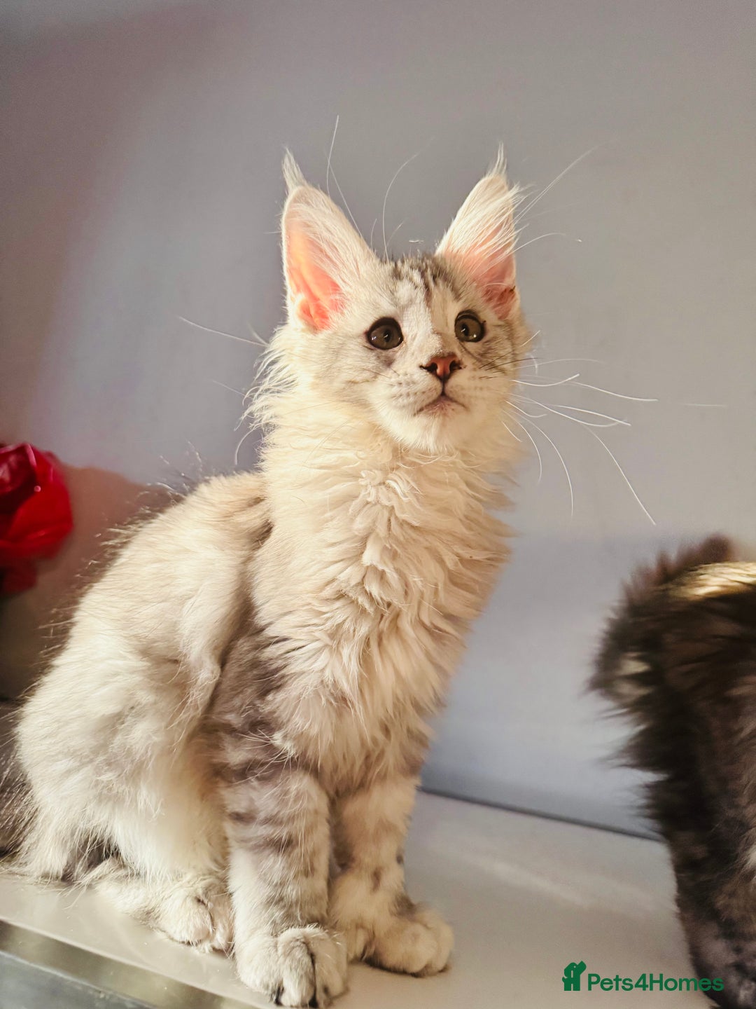 Maine Coon cats for sale: Maine coon polydactyl kittens DNA clear  - Image 1