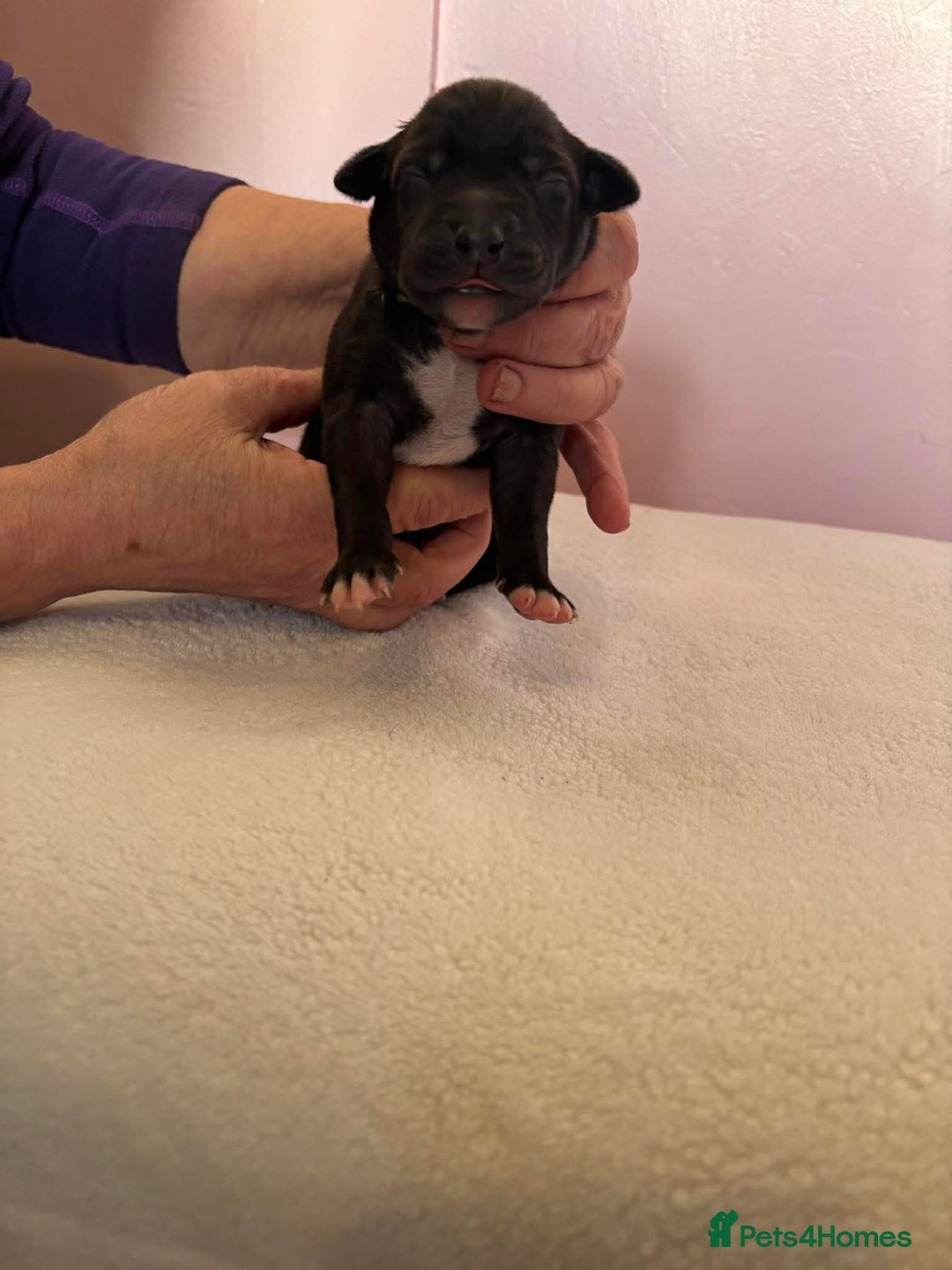 Mixed Breed dogs for sale: Bull Greyhound  - Advert 6