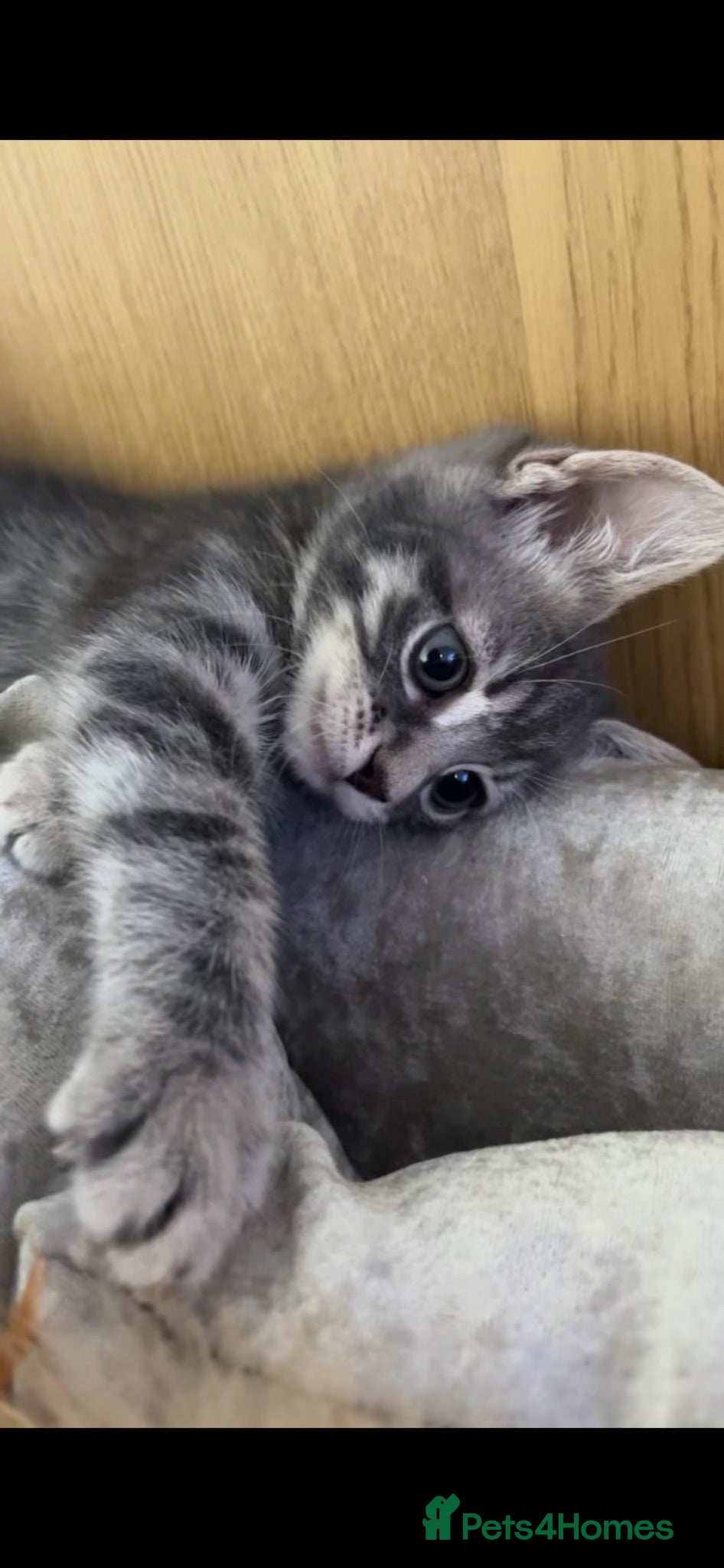 Mixed Breed cats Beautiful grey female kitten - Advert 2