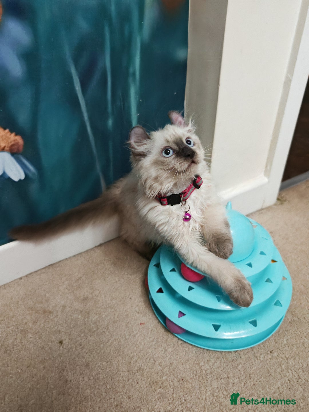 American Curl cats for sale: RARE, Unique, Affectionate American Curl Kittens!  - Advert 18