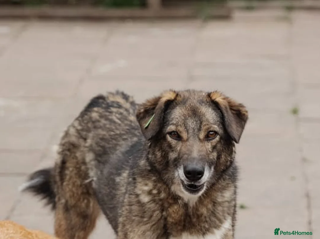 Mixed Breed dogs for adoption: ❤️Binky❤️3 yo smart&playful girl, medium knee size - Advert 8