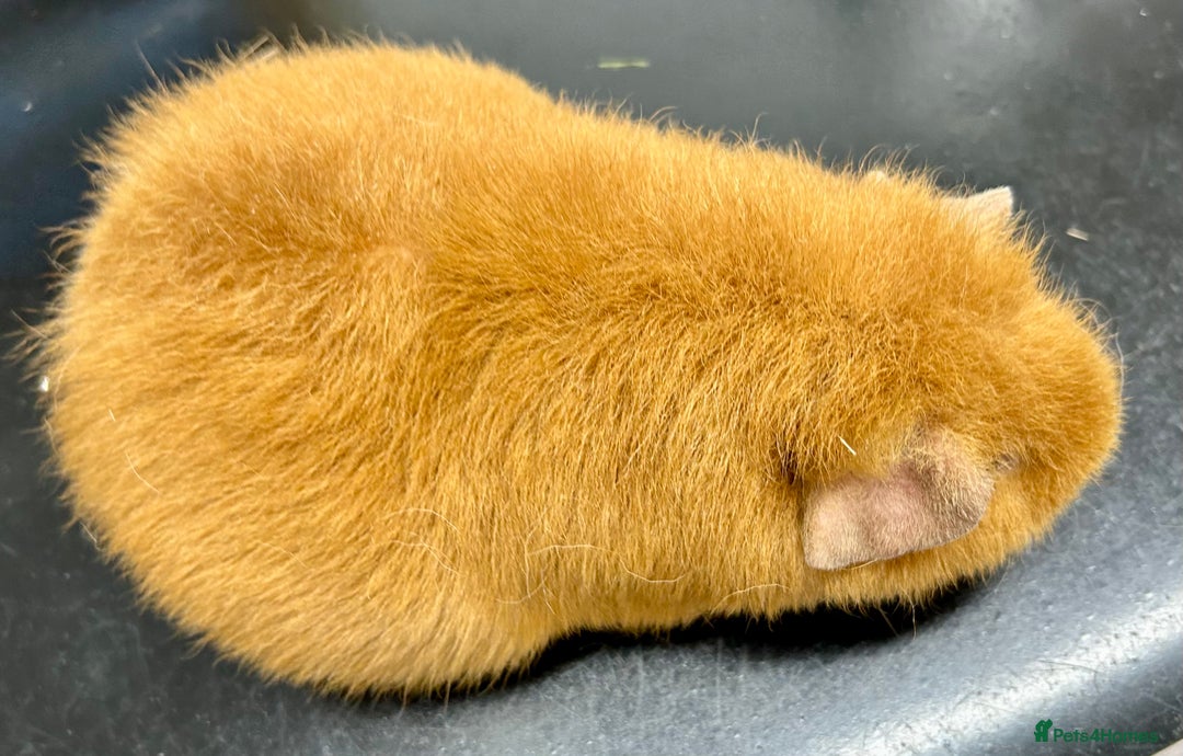Guinea Pig rodents for sale: Teddy Sows Available  - Advert 15