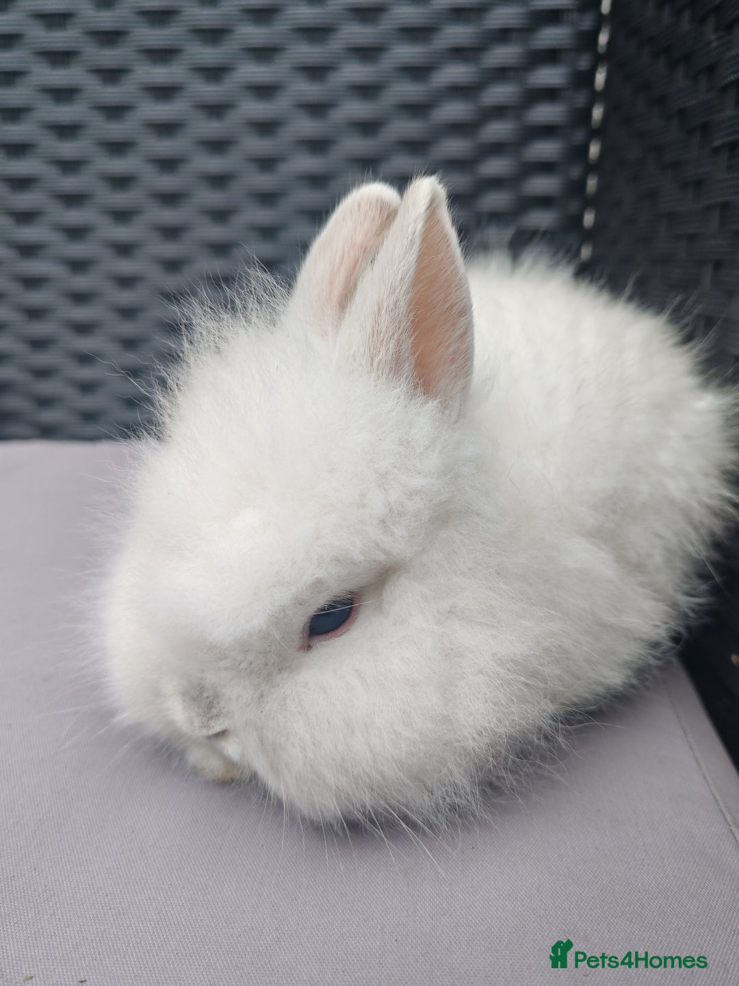 Lionhead rabbits for sale: 1 blue eyed white male left - Image 4