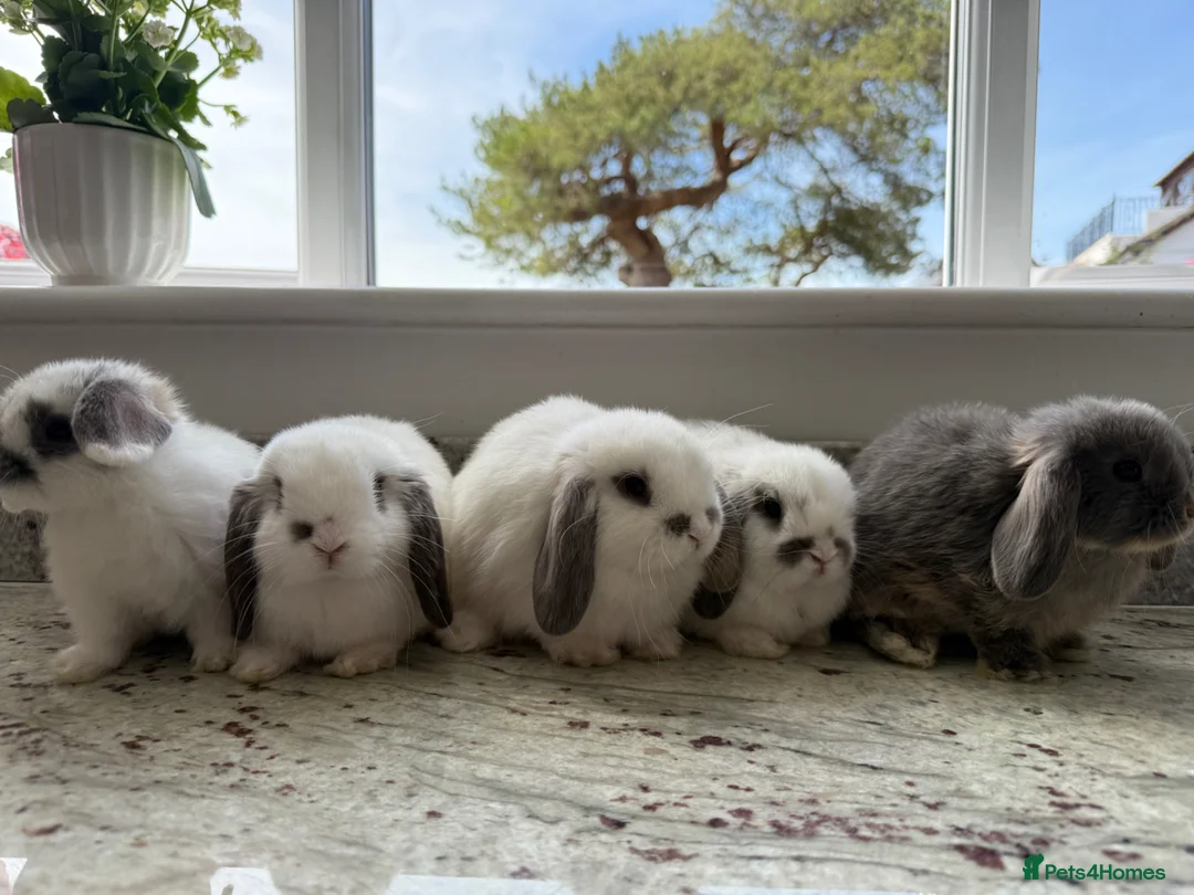 Mini Lop rabbits for sale: Beautiful mini lops - Advert 1