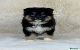 Pomsky dogs for sale: Stunning blue eyes F3 Pomsky puppies for sale  - Image 38