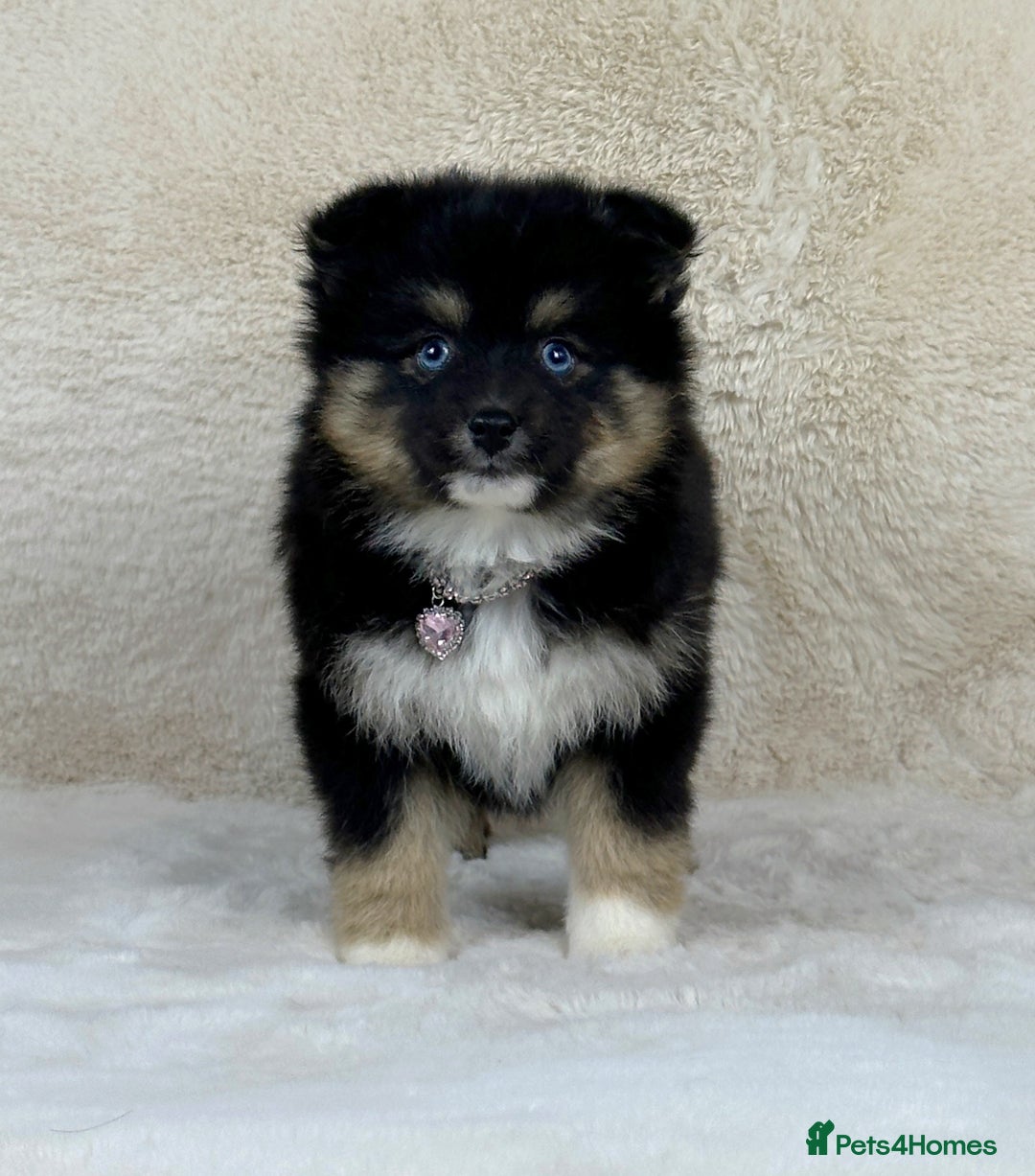 Pomsky dogs for sale: Stunning blue eyes F3 Pomsky puppies for sale  - Image 38