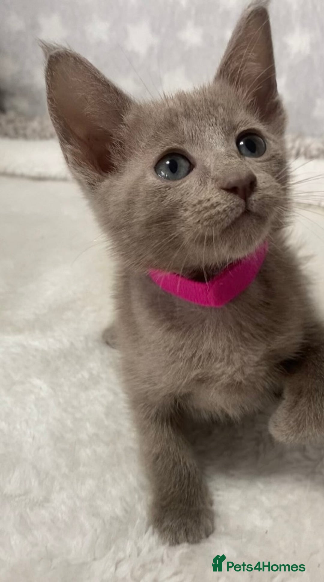 Oriental cats for sale: Oriental X Siamese  - Image 6
