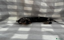 Dachshund dogs for sale: Dapple Dachshund Puppies (5 Girls, 1 Boy) - Image 14