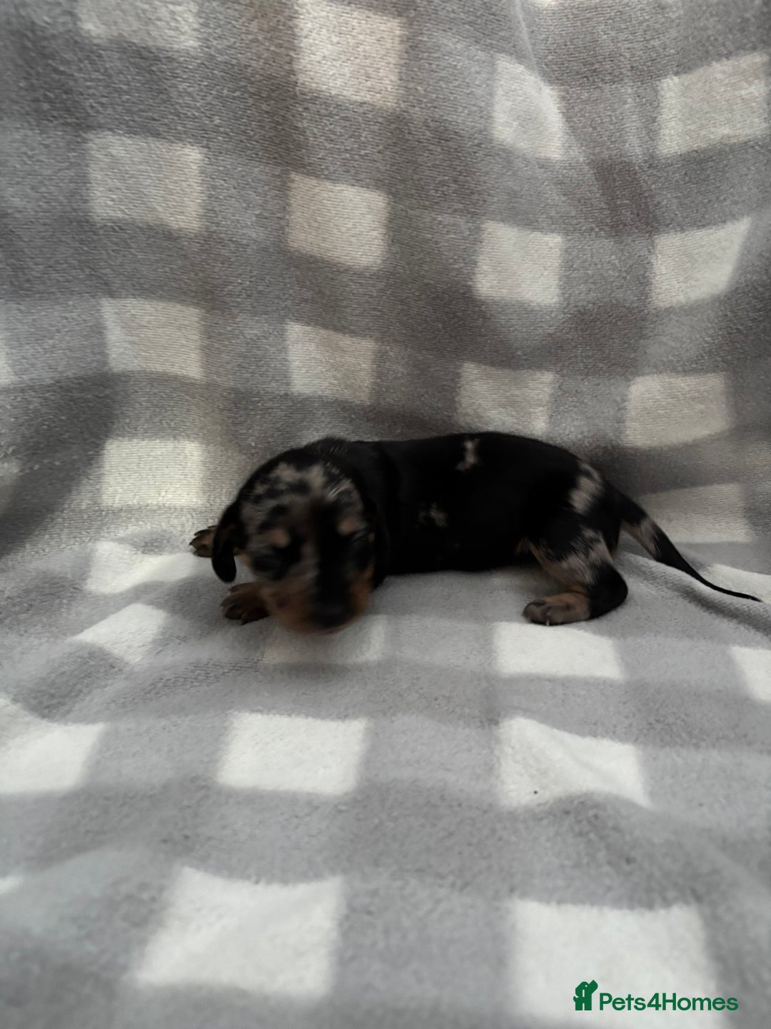Dachshund dogs for sale: Dapple Dachshund Puppies (5 Girls, 1 Boy) - Image 14