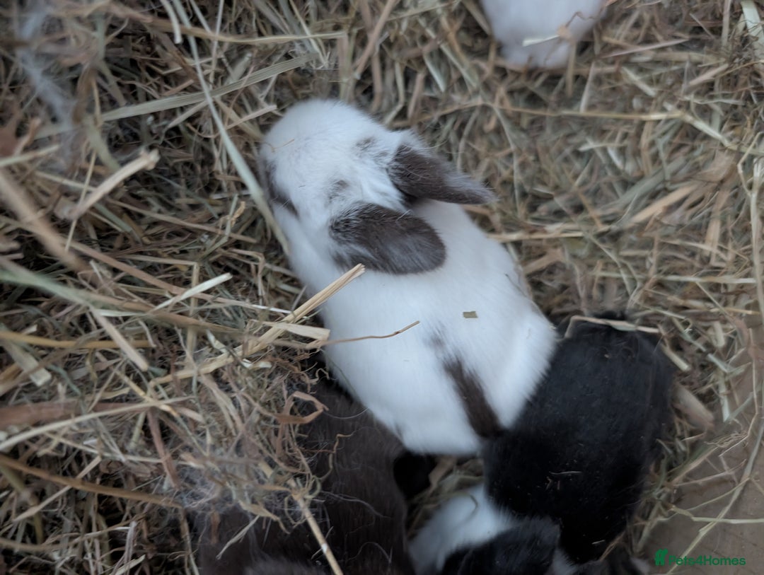 Lionhead rabbits for sale: Lion head cross mini lop 2 left!!  in Coventry - Image 4