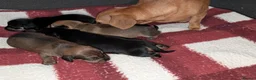 Mixed Breed dogs for sale: Adorable 3/4 Dachshund and 1/4 Chihuahua Chiweenie in Portsmouth - Advert 10